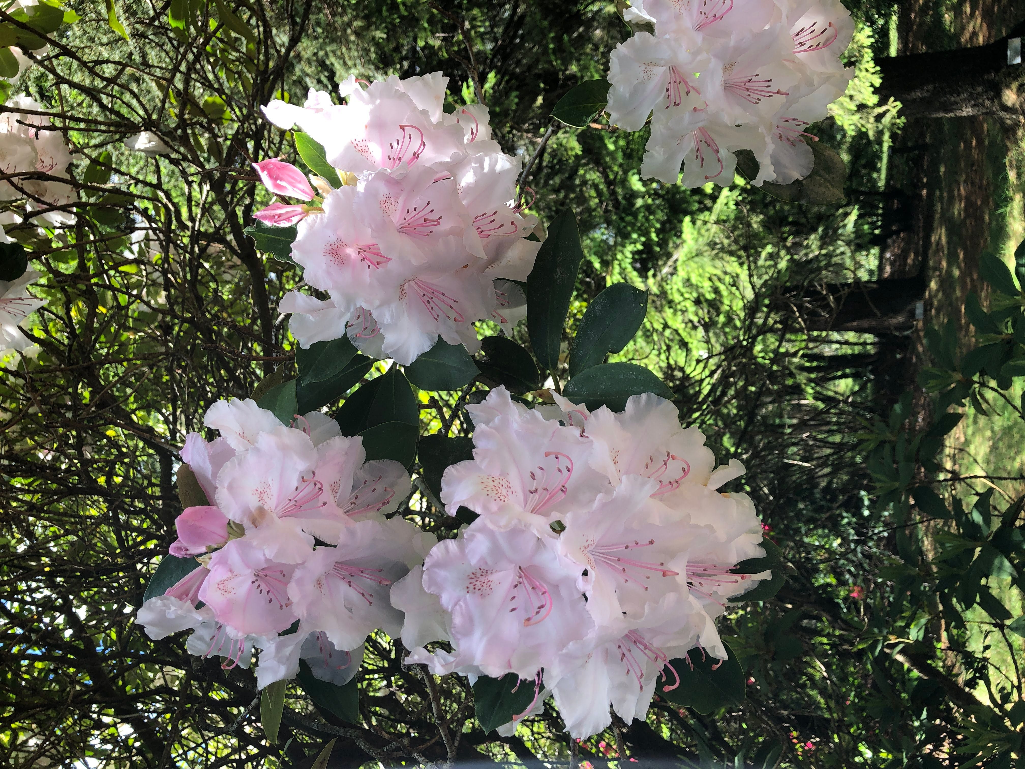 Mount Tomah Botanical Gardens Image -5be809fd61748